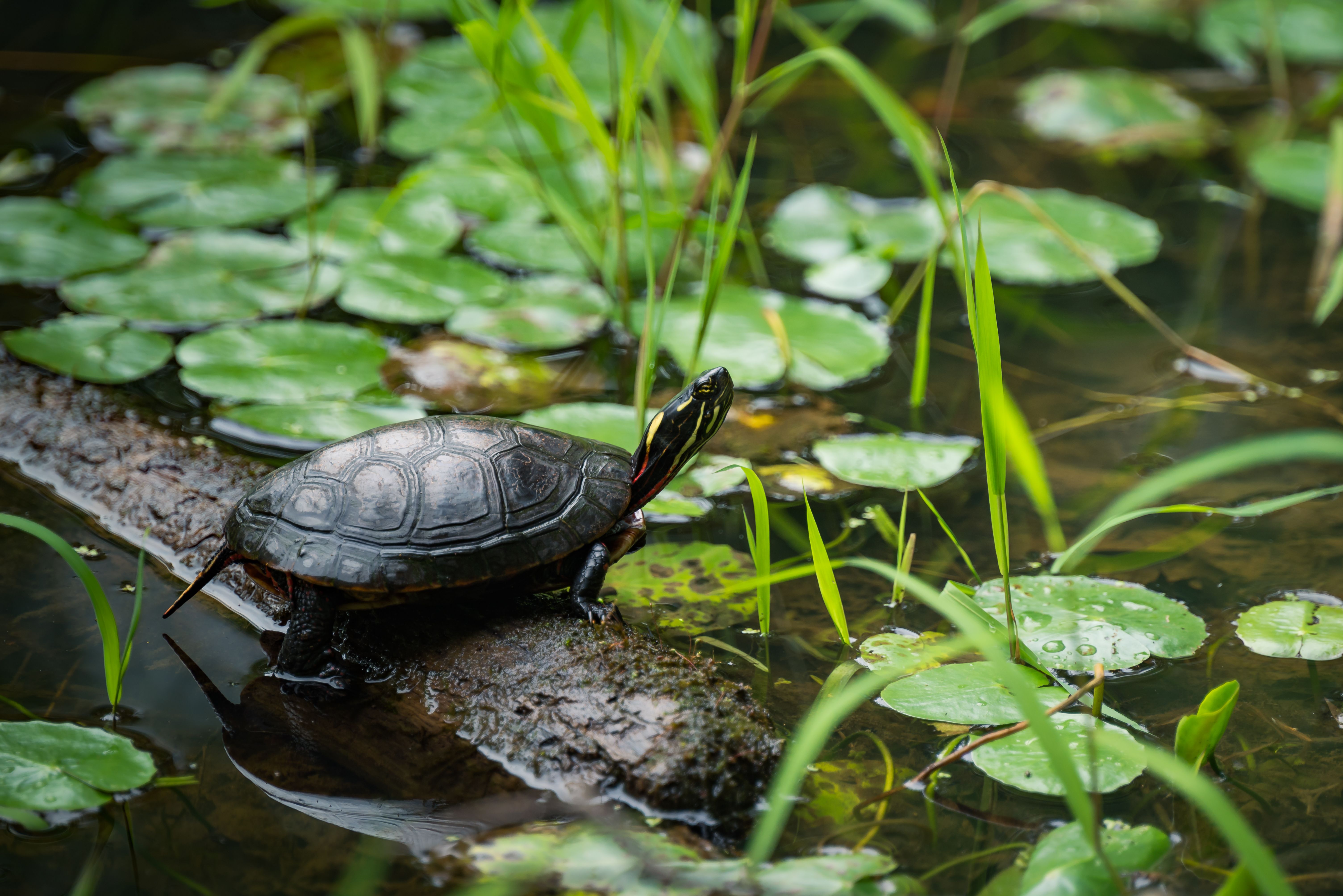 zeeschildpad